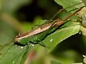 Brownsville Meadow Katydid - photo 2