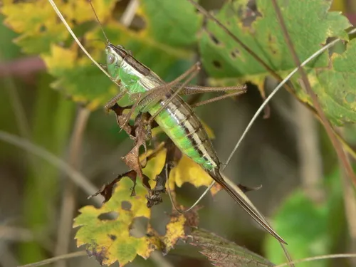 Prairie Meadow Katydid