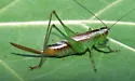 Saltmarsh Meadow Katydid