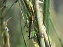 Saltmarsh Meadow Katydid - photo 2
