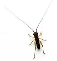 Saltmarsh Meadow Katydid - photo 3