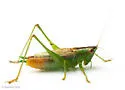 Saltmarsh Meadow Katydid - photo 4