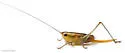 Saltmarsh Meadow Katydid - photo 5