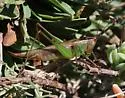 San Diego Meadow Katydid - photo 2