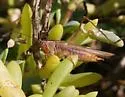San Diego Meadow Katydid - photo 3