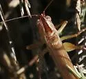 San Diego Meadow Katydid - photo 4