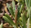 San Diego Meadow Katydid - photo 5