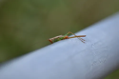 Spot-legged Meadow Katydid