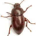 Conoecus ovipennis - photo 2