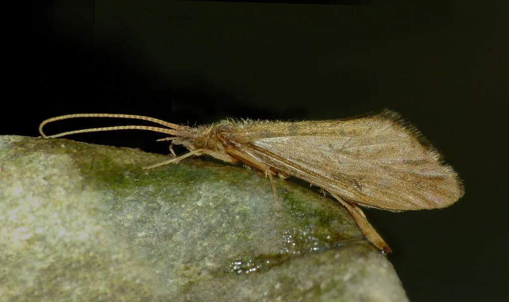 Conoesucidae - photo 2