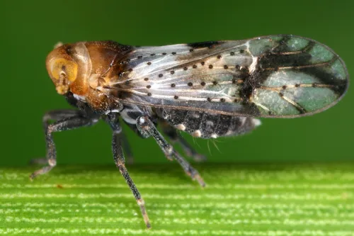 Conomelus anceps