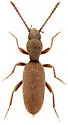 Cononotus bryanti