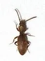 Cononotus bryanti - photo 2