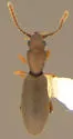 Cononotus substriatus