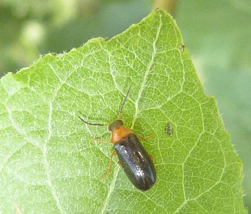 Conopalpus testaceus
