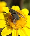 Conophorus atratulus