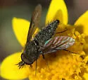 Conophorus atratulus - photo 2