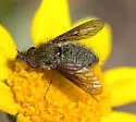 Conophorus atratulus - photo 3