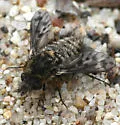 Conophorus collini