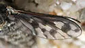 Conophorus collini - photo 2