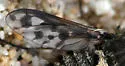 Conophorus collini - photo 3
