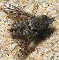 Conophorus collini - photo 4