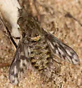 Conophorus collini - photo 5