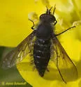 Conophorus cristatus