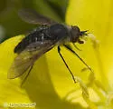 Conophorus cristatus - photo 2
