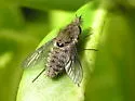 Conophorus fallax - Conophorus fallax