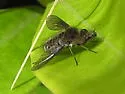 Conophorus fallax - photo 2