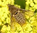 Conophorus fallax - photo 3