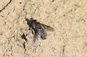 Conophorus fallax - photo 4