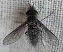 Conophorus fallax - photo 5