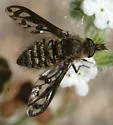 Conophorus fenestratus