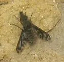 Conophorus fenestratus - photo 3