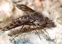 Conophorus fenestratus - photo 4