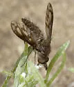 Conophorus fenestratus - photo 5