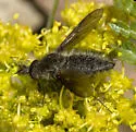 Conophorus melanoceratus