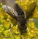 Conophorus melanoceratus - photo 2