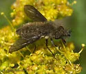 Conophorus melanoceratus - photo 3