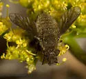 Conophorus melanoceratus - photo 4