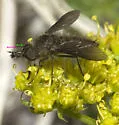 Conophorus melanoceratus - photo 5