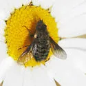 Conophorus nigripennis - photo 2