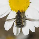 Conophorus nigripennis - photo 3