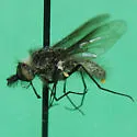 Conophorus nigripennis - photo 4