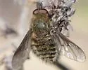Conophorus nigripennis - photo 5