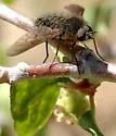 Conophorus obesulus