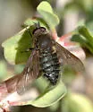 Conophorus obesulus - photo 2