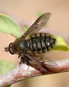 Conophorus obesulus - photo 3
